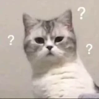 Video sticker 🌟 кiт by @fStikBot