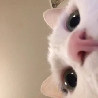 Telegram stiker 🌟 кiт by @fStikBot