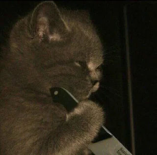 Telegram stiker 🌟 кiт by @fStikBot