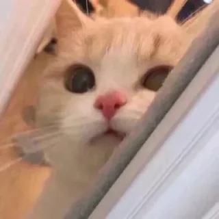 Telegram stiker 🌟 кiт by @fStikBot