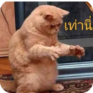 Telegram sticker 🐱 wywywywywywywy123456
