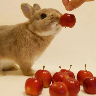 Telegram sticker 🍒 зойцы кролики @saoirse_77