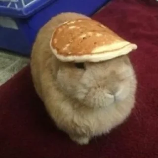 Video sticker 🥞 зойцы кролики @saoirse_77