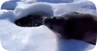 Video sticker ☺️ seels by @ttyulen :: @fStikBot