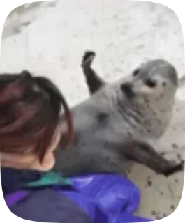 Video sticker 😆 seels by @ttyulen :: @fStikBot