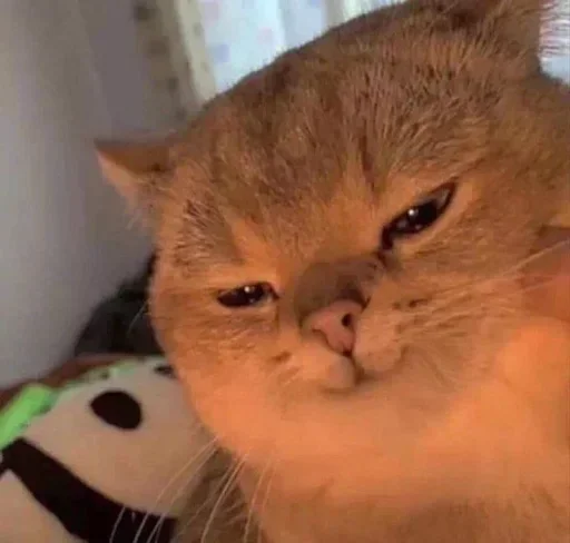 Telegram sticker 😼 Marmar