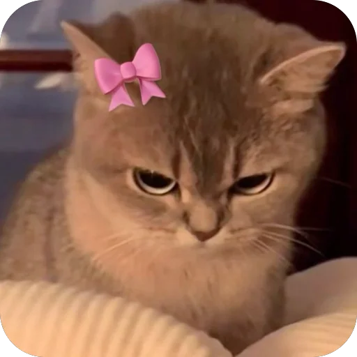 Telegram sticker 😠 Marmar