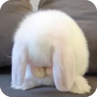 Video sticker 🫥 Marmar