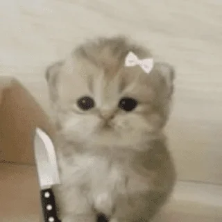 Video sticker 😠 Xoxo