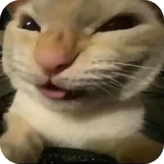 Telegram stiker 😼 кот(ы). @no_jokes_here