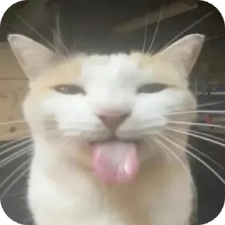 Telegram stiker 😛 кот(ы). @no_jokes_here