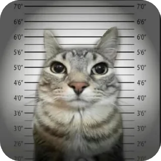 Telegram stiker 😨 кот(ы). @no_jokes_here