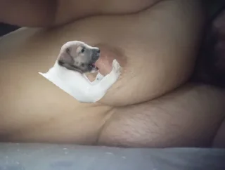 Video sticker 🐶 T