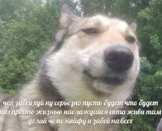 Video sticker 🧐 penis bolshoi