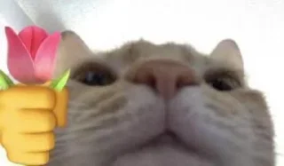 Телеграм стикер 🤗 penis bolshoi