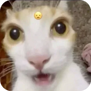 Telegram sticker 😦 @sticksbb <— больше стиков💓💘💞