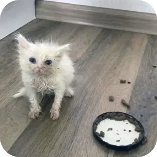 Telegram sticker 🐱 @sticksbb <— больше стиков💓💘💞