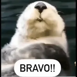 Video sticker 🌟 aleatorio :: @fStikBot