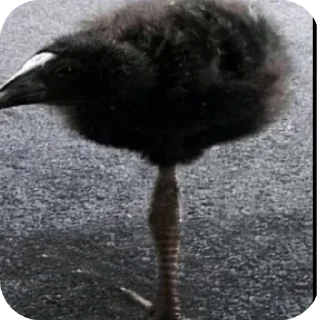 Telegram sticker 🐦 Ні тіпі сігмі стікірі