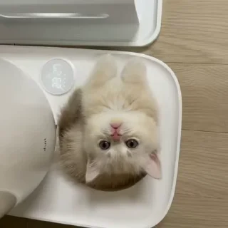 Video sticker 😽 Scar’s Kitties