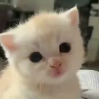 Video sticker 😶 Scar’s Kitties