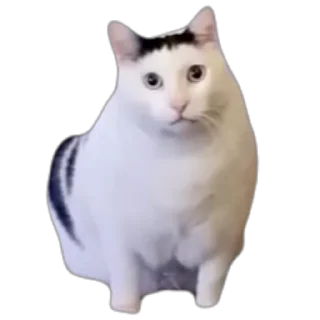 Video sticker 😦 。。