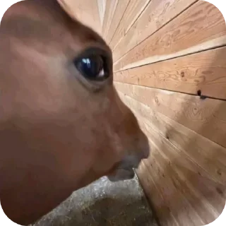 Telegram sticker 🐦 Bandos sticker set 2