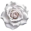 Sticker 🤍 elegance ➜ @emoji1