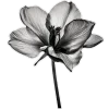 Sticker 🤍 elegance ➜ @emoji1