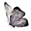 Sticker 🤍 elegance ➜ @emoji1