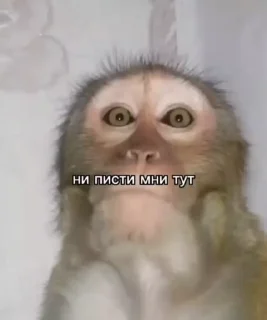 Video sticker 😎 Больше стиков тут: @stikery4