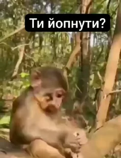 Video sticker 😏 Больше стиков тут: @stikery4