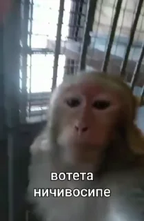 Video sticker 😜 Больше стиков тут: @stikery4