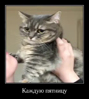 Video sticker 😎 Комарекэ👄 :: @fStikBot