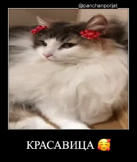 Video sticker 🥹 Комарекэ👄 :: @fStikBot