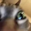 Video sticker 😺 @mediashiza pack :...