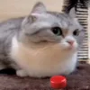 Video sticker ▶ @mediashiza pack :...