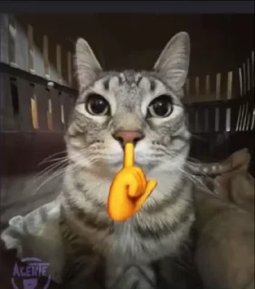 Video sticker 🤫 subha's pack :: @fStikBot