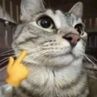 Video sticker 🙂 subha's pack :: @fStikBot