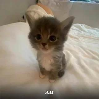 Video sticker 🌟 Больше стиков тут: @stikery4