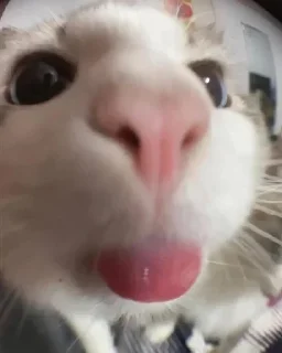 Телеграм стикер 😡 Больше стиков тут: @stikery4