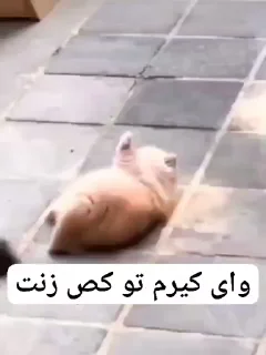 Video sticker 🐈 Miomio | @Playfobian - @Poublickeds