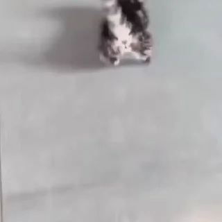 Video sticker 🐈 Miomio | @Playfobian - @Poublickeds