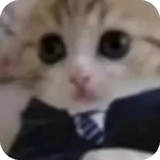 Telegram sticker 🐱 Gatos locos