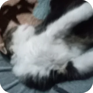 Telegram sticker 🐱 Gatos locos