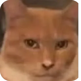 Video sticker 🤲 Gatos locos