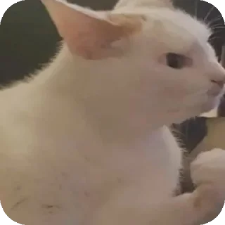 Video sticker 🐱 Gatos locos