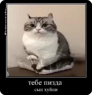 Video sticker 🌟 КомаруСтики