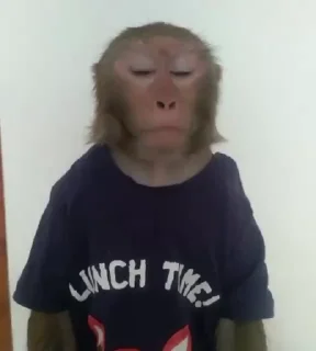 Video sticker 👋 Бибизяны @dybadybpwnz