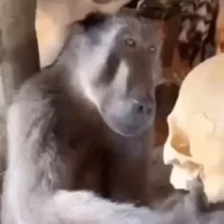 Video sticker 🤔 Бибизяны @dybadybpwnz